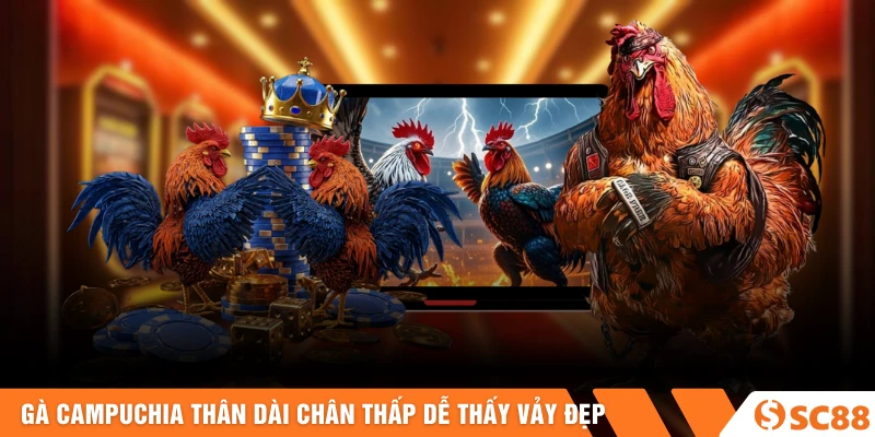 Gà campuchia thân dài chân thấp dễ thấy vảy đẹp